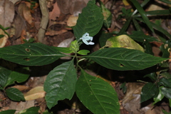 Ecbolium viride