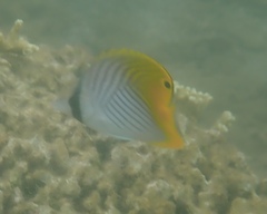 Chaetodon auriga