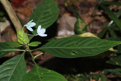 Ecbolium viride