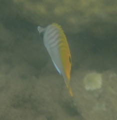 Chaetodon auriga