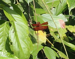 Camacinia gigantea