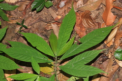 Elatostema