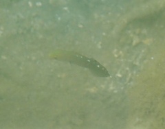 Koumansetta rainfordi