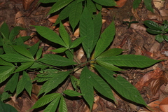 Elatostema