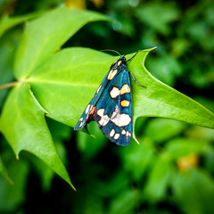 Callimorpha dominula