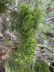 Athrotaxis cupressoides