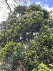 Athrotaxis cupressoides