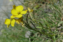 Erysimum jugicola
