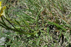 Erysimum jugicola