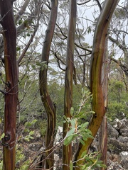 Eucalyptus subcrenulata