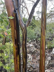 Eucalyptus subcrenulata