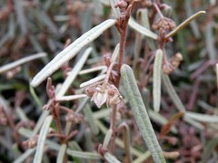 Lasiopetalum