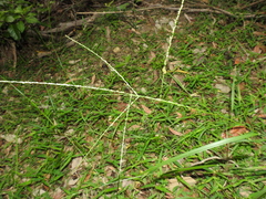 Digitaria parviflora