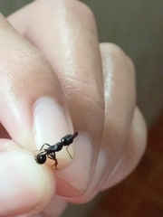 Odontomachus simillimus