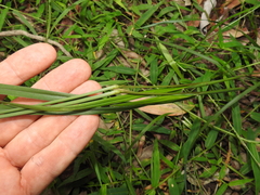 Digitaria parviflora