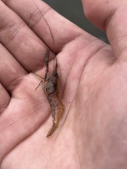 Macrobrachium asperulum