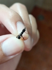 Odontomachus simillimus