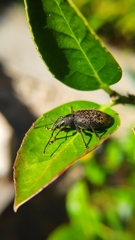 Otiorhynchus
