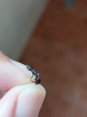 Odontomachus simillimus