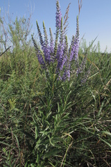 Veronica spuria