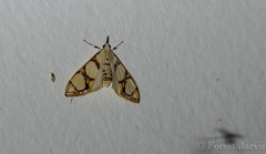 Cirrhochrista bracteolalis