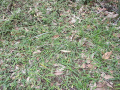 Digitaria parviflora