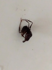 Odontomachus simillimus
