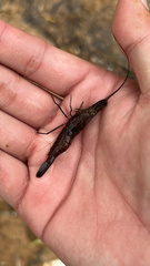 Macrobrachium asperulum