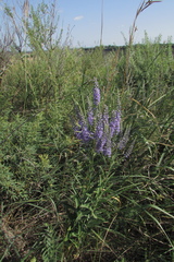 Veronica spuria