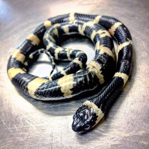 Banded Snail Sucker