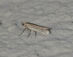 Phycitodes albatella