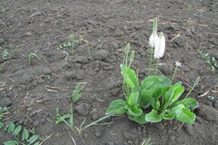 Plantago maxima
