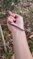 Lycodonomorphus rufulus