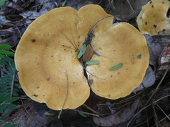 Favolus fuscolineatus