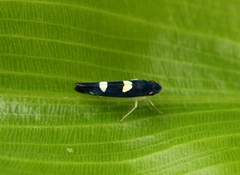 Microgoniella tristicula
