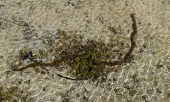 Synapta maculata