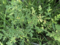 Phacelia distans