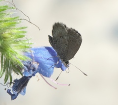 Zizina oxleyi