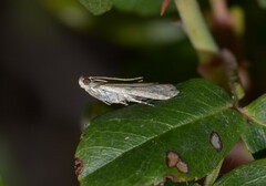 Phycitodes albatella