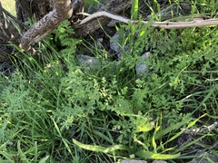 Phacelia distans