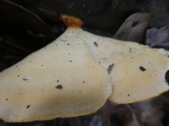 Favolus fuscolineatus