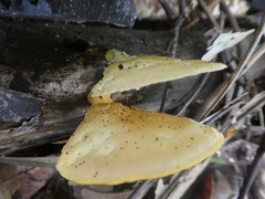 Favolus fuscolineatus