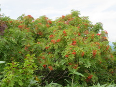 Sorbus sambucifolia