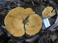 Favolus fuscolineatus