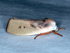 Cryptophasa rubescens