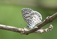 Leptotes cassius