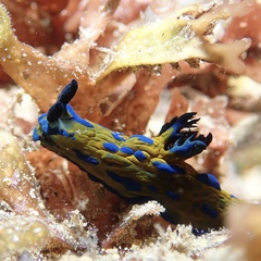 Tambja verconis