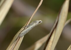 Phycitodes albatella