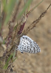 Leptotes cassius