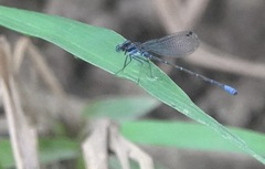 Argia pulla